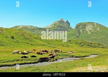 Eine Kuhherde weidet auf einer Bergwiesen. schweizer Alpen. Stockfoto