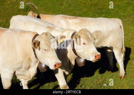 Drei weiße Kühe auf einer grünen Graswiese aus nächster Nähe. Hochalpine Wiesen. Stockfoto