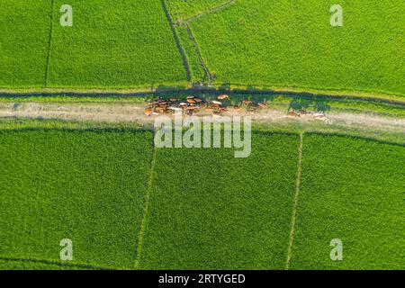 Luftaufnahme des grünen Reisfeldes bei Lakshmipur in Bangladesch. Stockfoto