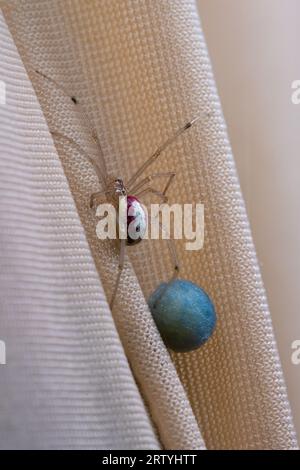 Rot-weiß gemeine Süßigkeitenspinne Enoplognatha ovata beobachtet ihr blaues Ei Stockfoto