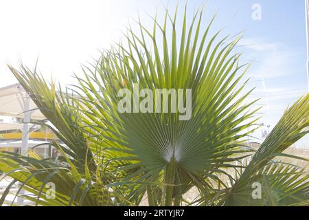 Palme mit grünen Blättern auf einem Hintergrund des blauen Himmels Stockfoto