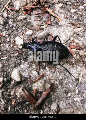 Großer blauer Käfer Carabus Intricatus aus nächster Nähe auf den Boden. Tiere und Tiere Stockfoto