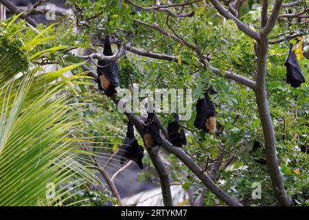 Obstfledermäuse, die in PAL-Bäumen hängen Stockfoto