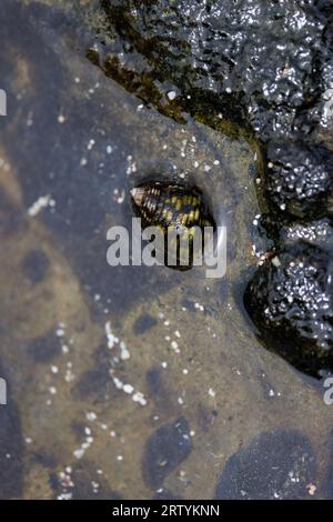 Schnecke im Wasser am Strand Stockfoto