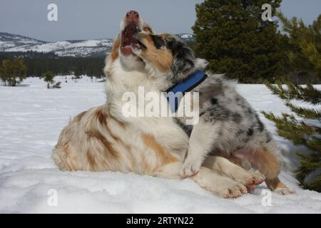 australischer Schäferhund Erwachsener und Welpe, der im Schnee spielt, mit immergrünen Bäumen und Bergen im Hintergrund. Stockfoto