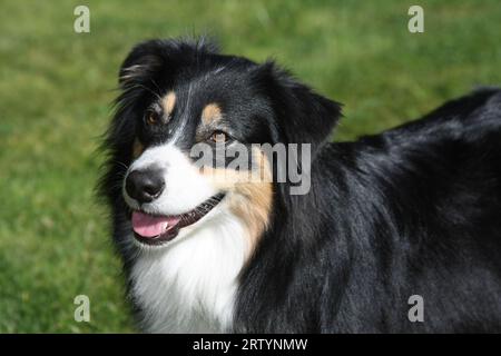Australisches Schäferporträt, das auf Gras steht. Stockfoto