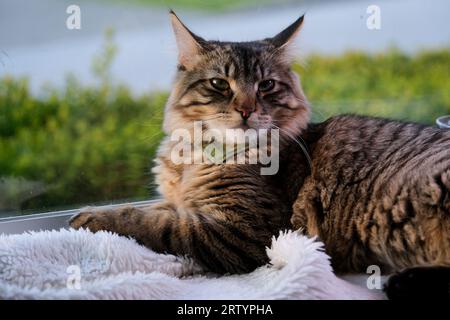 Porträtfoto einer streunenden Katze, die auf die Kamera schaut. Hintergrundbild der Straßenkatze. Gasse Kat. Braune Katze. Hochwertige Fotos Stockfoto