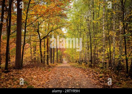 Weite Wegstrecke im Herbstwald Stockfoto