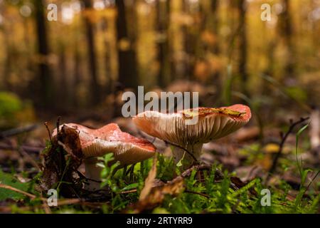 Rotkappenpilz im Wald Stockfoto