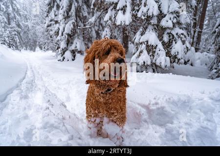 golden Doodle im Schnee Stockfoto