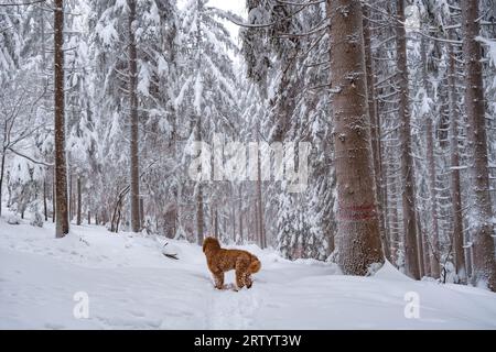 Hundewanderung im Schneewald Stockfoto