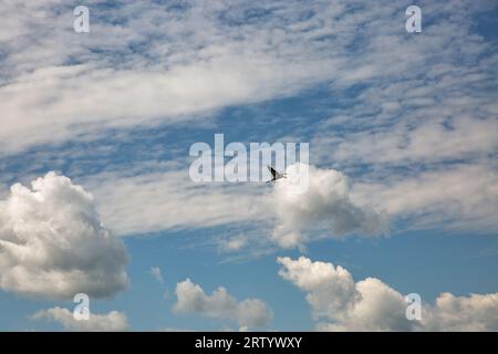 Grauer Reiher fliegt an einem sonnigen Sommertag gegen den blauen bewölkten Himmel Stockfoto