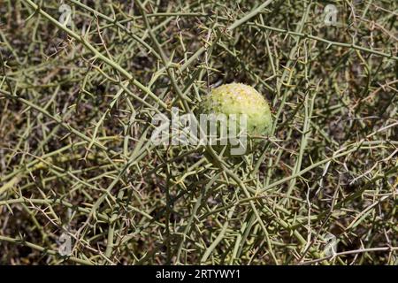 Namib-Wüste östlich von Swakopmund, Frucht (Nara Melon) des Nara-Busches (Acanthosicyos horridus), Erongo Region, Namibia Stockfoto