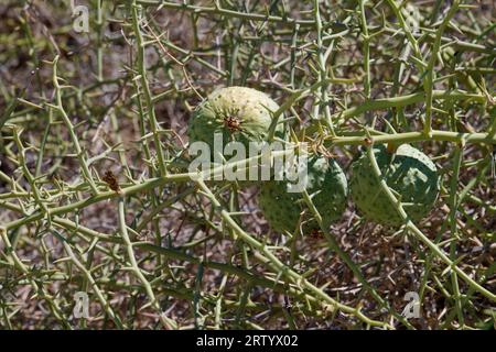 Namib-Wüste östlich von Swakopmund, Früchte (Nara-Melonen) des Nara-Busches (Acanthosicyos horridus), Erongo-Region, Namibia Stockfoto