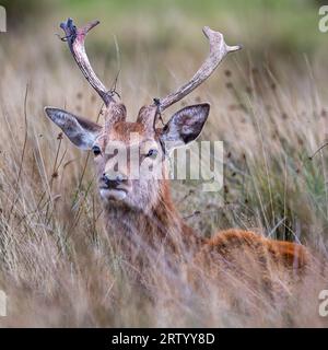 Rotwild - Junghirsch Stockfoto