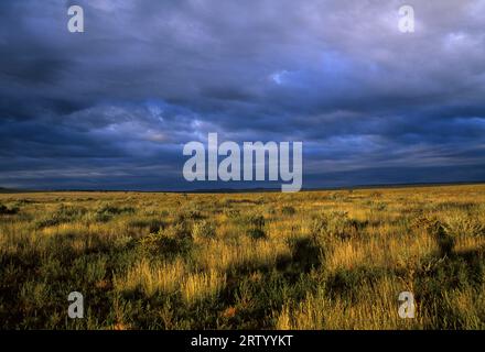 Grassland Plain, Comanche National Grassland, Santa Fe Trail Scenic Byway, Colorado Stockfoto