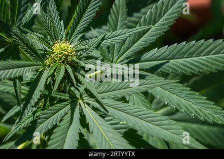 Cannavis sativa Pflanze blühend, medizinisches Marihuana Stockfoto