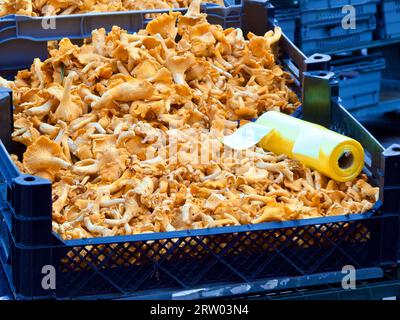 Nahaufnahme von goldenen Pfifferlingen zum Verkauf auf dem Bauernmarkt. Stockfoto