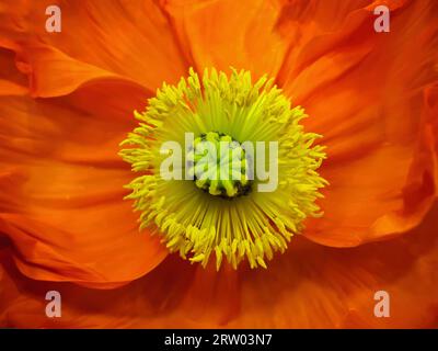 Nahaufnahme einer orangefarbenen Mohnblume mit Samengefäß in der Mitte. Stockfoto