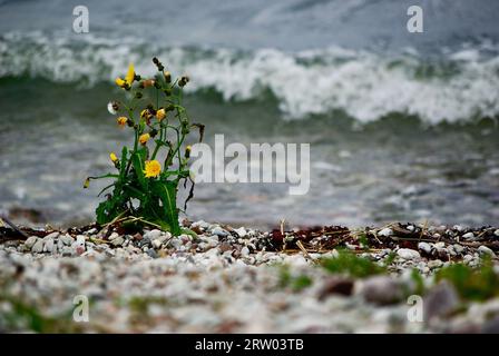 Stürmische Wellen an der Ostseeküste mit einem steinigen Strand und einer Pflanze mit gelben Blumen, die im Herbst zwischen den Steinen wachsen. Stockfoto