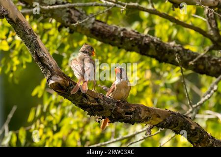 Die Mühlvögel - nördlicher Kardinal (Cardinalis cardinalis). Rivalität und Duelle der Kardinäle Stockfoto