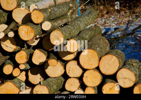 Nahaufnahme von gestohlenen Baumstämmen, die im Wald gestapelt sind Stockfoto