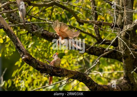 Die Mühlvögel - nördlicher Kardinal (Cardinalis cardinalis). Rivalität und Duelle der Kardinäle Stockfoto