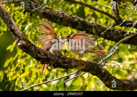 Die Mühlvögel - nördlicher Kardinal (Cardinalis cardinalis). Rivalität und Duelle der Kardinäle Stockfoto