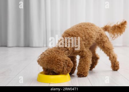 Niedliche Maltipoo-Hundefutter aus Plastikschale im Haus. Schönes Haustier Stockfoto