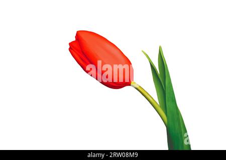 Geschlossene rote Tulpenblüte mit grünem Blütenblatt auf weißem Hintergrund isolierte Nahaufnahme. Stockfoto