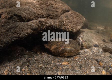 Ein männlicher Hellbender (Cryptobranchus alleganiensis), der seine Höhle unter einem Felsen in einem Süßwasserbach im Osten der USA bewacht. Stockfoto