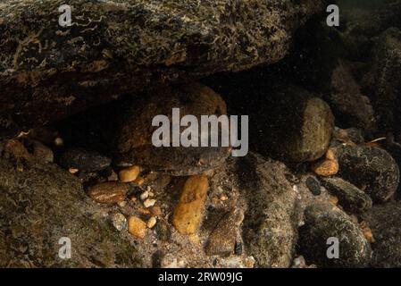 Ein männlicher Hellbender (Cryptobranchus alleganiensis), der seine Höhle unter einem Felsen in einem Süßwasserbach im Osten der USA bewacht. Stockfoto