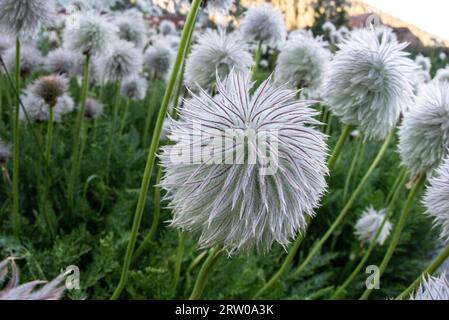 Ungewöhnliche und hübsche weiße oder westliche Pasquefloder (Anemone (Pulsalitta) occidentalis) wachsen in den trinity alps in Kalifornien, USA. Stockfoto