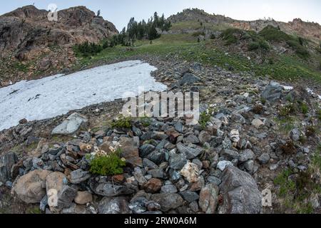 Eine Hochgebirgswiese und Schneetreiben in der Wildnis der trinity alps in den Bergen Nordkaliforniens. Stockfoto