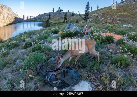 Ein Schwarzschwanzhirsch überfällt am frühen Morgen einen Campingplatz in der wunderschönen Wildnis der Trinity alps in Kalifornien. Stockfoto