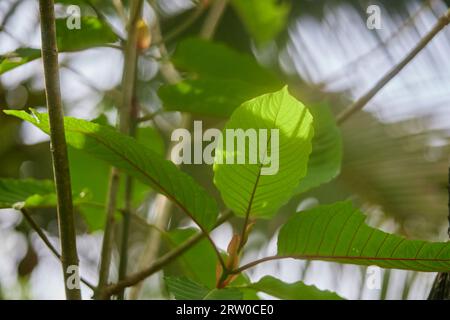 Nahaufnahme von mitragyna speciosa oder Kratomblatt Stockfoto