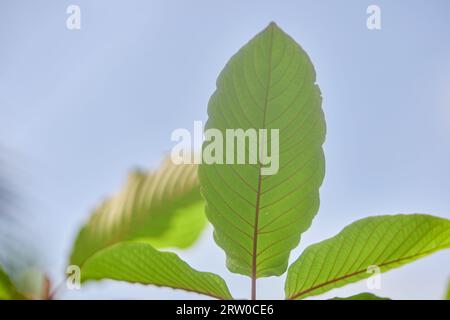 Nahaufnahme von mitragyna speciosa oder Kratomblatt Stockfoto