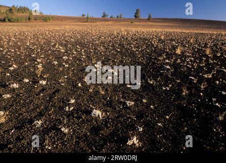 Cinder Field bei Inferno Cone, Craters of the Moon National Monument, Idaho Stockfoto