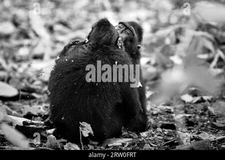 Ein Schwarzhaubenmakaken (Macaca nigra) küsst ein anderes Individuum, während sie nach einer aggressiven sozialen Aktivität am Boden im Tangkoko-Wald in Nord-Sulawesi, Indonesien, eine Versöhnung durchführen. Primatologen haben herausgefunden, dass das Kämpfen oder die Jagd untereinander Teil der sozialen Aktivitäten von Haubenmakaken ist. Aggressive manuelle Kontakte traten häufig auf und sind sehr normal, und es folgen oft Vergeltungsmaßnahmen und Versöhnung - eine Tatsache, die dazu beigetragen hat, den Ruf von Käppchenmakaken als "hochsozial tolerante Art" zu stärken. Macaca nigra gilt als eine Schlüsselart in ihrem Lebensraum, Stockfoto