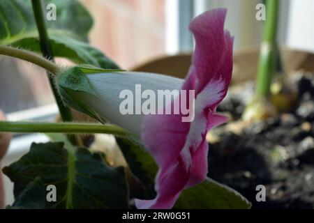 Häusliche Schönheit, schöne Zwiebelblumen in einem Tontopf, karmesinrote und weiße Glocken, Hausblume. Stockfoto