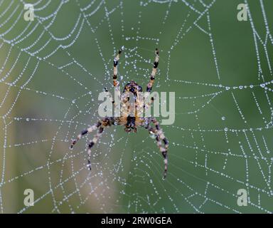 Eine Spinne, die auf einem zarten Netz thront, in der Luft hängt und mit glitzernden Wassertropfen verziert ist Stockfoto