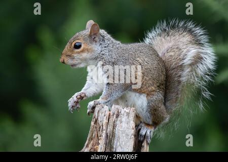 Ein Profilporträt eines grauen Eichhörnchens, das auf einem alten Baumstumpf sitzt. Er zeigt seinen buschigen Schwanz und hat eine Pfote, die nach vorne zeigt Stockfoto