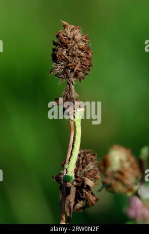 PfefferMotte (Biston betularia) caterpillar, Deutschland Stockfoto