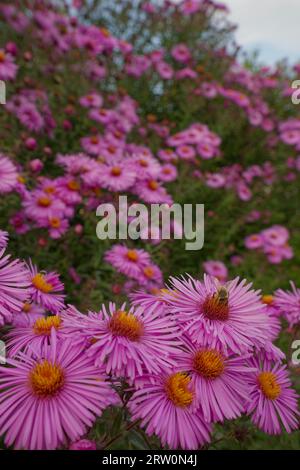 Herbstaster (Aster), Rosengarten, Schwaebisch Hall, Heilbronn-Franken, Hohenlohe, Baden-Württemberg, Deutschland Stockfoto