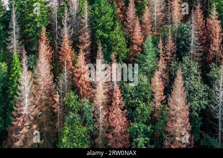 Waldscheide im Schwarzwald, kratziger Nadelbaum im Wald, Drohnenfoto, Titisee-Neustadt, Baden-Württemberg, Deutschland Stockfoto