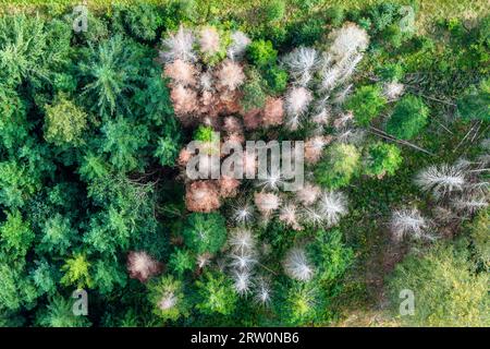 Waldscheide im Schwarzwald, krautiger Nadelbaum im Wald, Drohnenfoto, Titisee-Neustadt, Baden-Württemberg, Deutschland, Europa Stockfoto