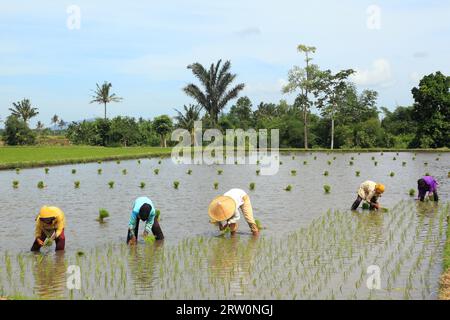 Bauernfrauen, die Setzlinge auf einem Reisfeld in Lombok, Indonesien, Pflanzen Stockfoto