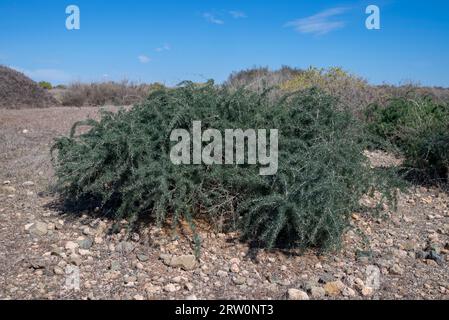 Spargelalbus. Foto aufgenommen auf der Insel Tabarca, Provinz Alicante, Spanien Stockfoto