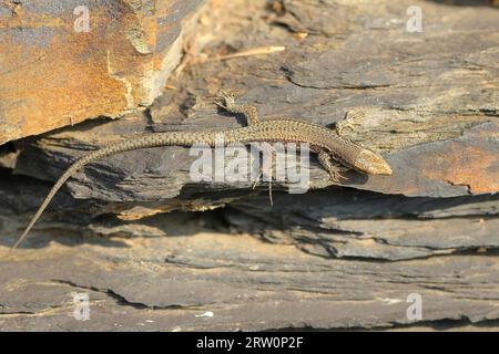 Mauereidechse, Europäische Mauereidechse (Podarcis muralis), männliche, die sich an Steinmauern tummeln, andere Tiere, Reptilien, Tiere, Echsen, Dortebachtal Stockfoto