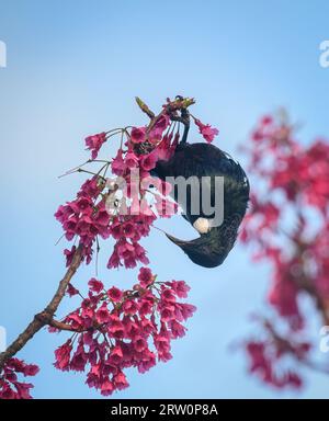 TUI-Vogel, der kopfüber auf Baumzweigen thront und sich von rosa Blüten ernährt. Vertikales Format. Stockfoto